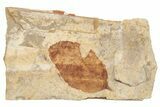 Fossil Leaf (Betula) - McAbee Fossil Beds, BC #221197-1